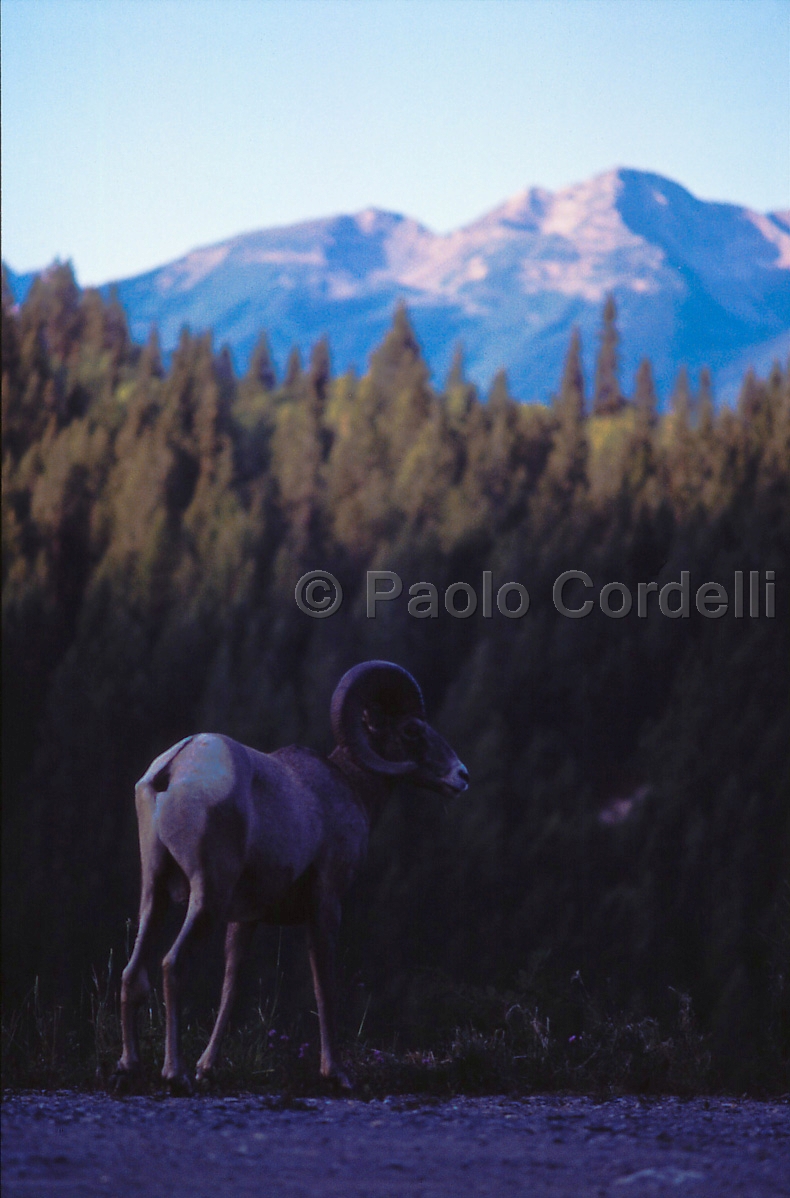 Bighorn Sheep in Jasper National Park, Alberta, Canada
 (cod:Canada 11)